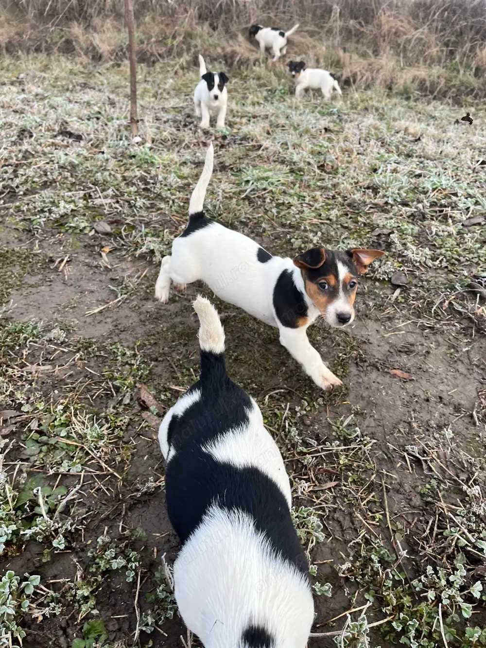 Pui Jack Russell Terrier de 2 luni 