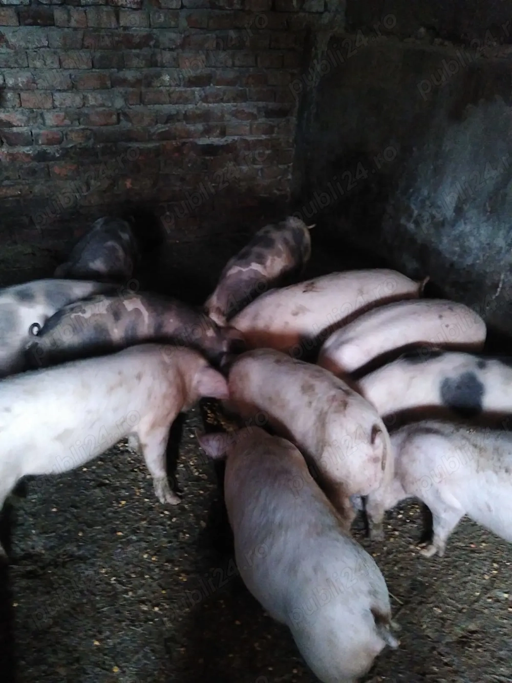 Grasuni 30-35 kg vanzare, 320 de lei 