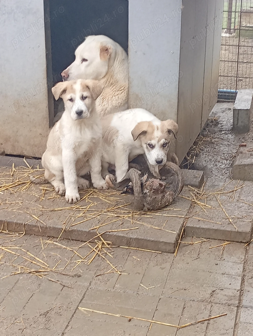 Vând caței de Asia Centrală 