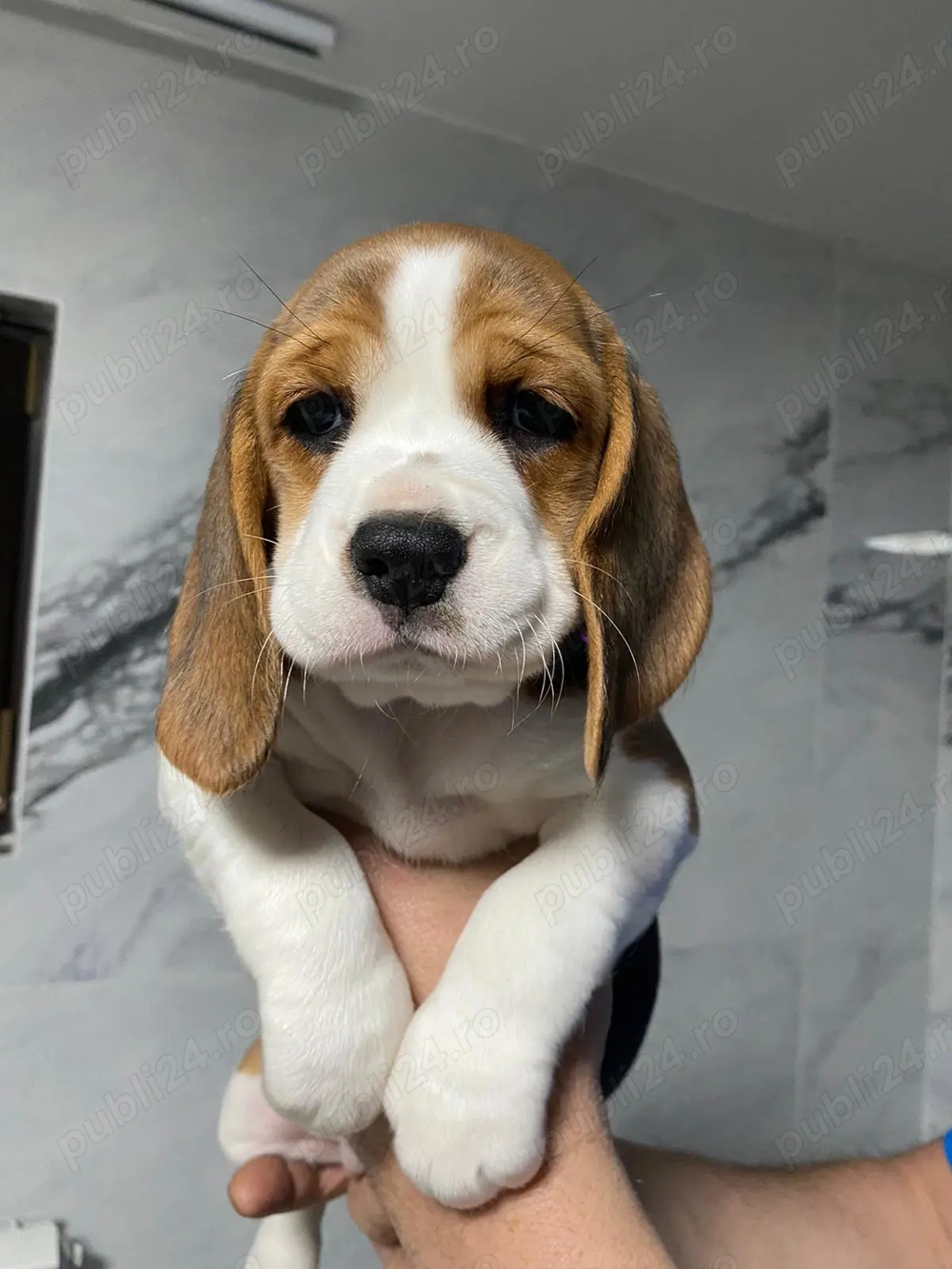 Beagle tricolor 9 saptamani