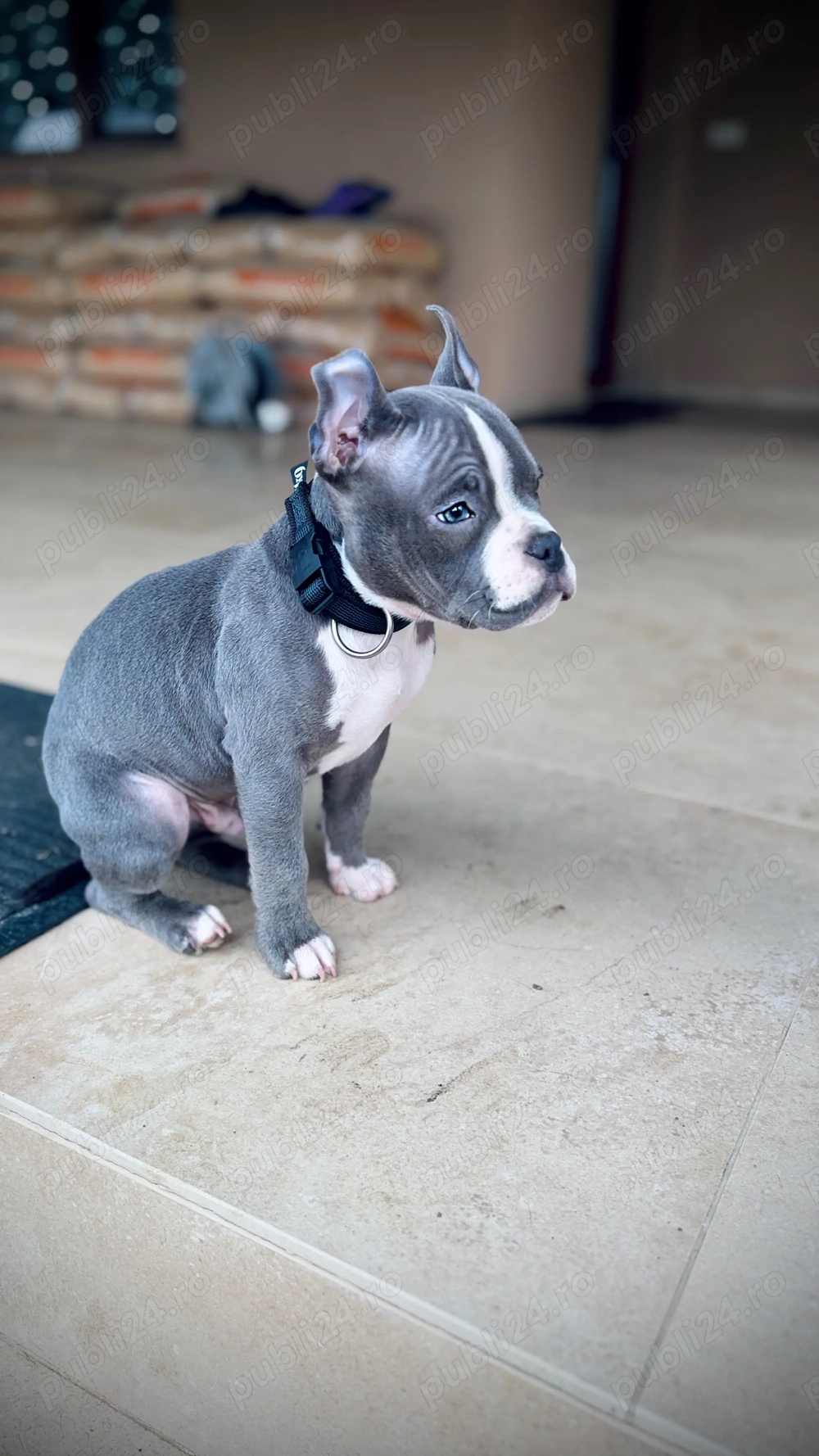 American bully pocket blue