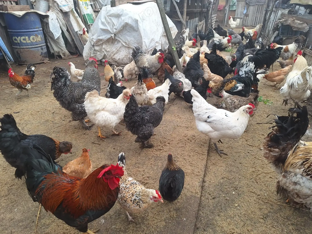 Vand cocosi si bibilici