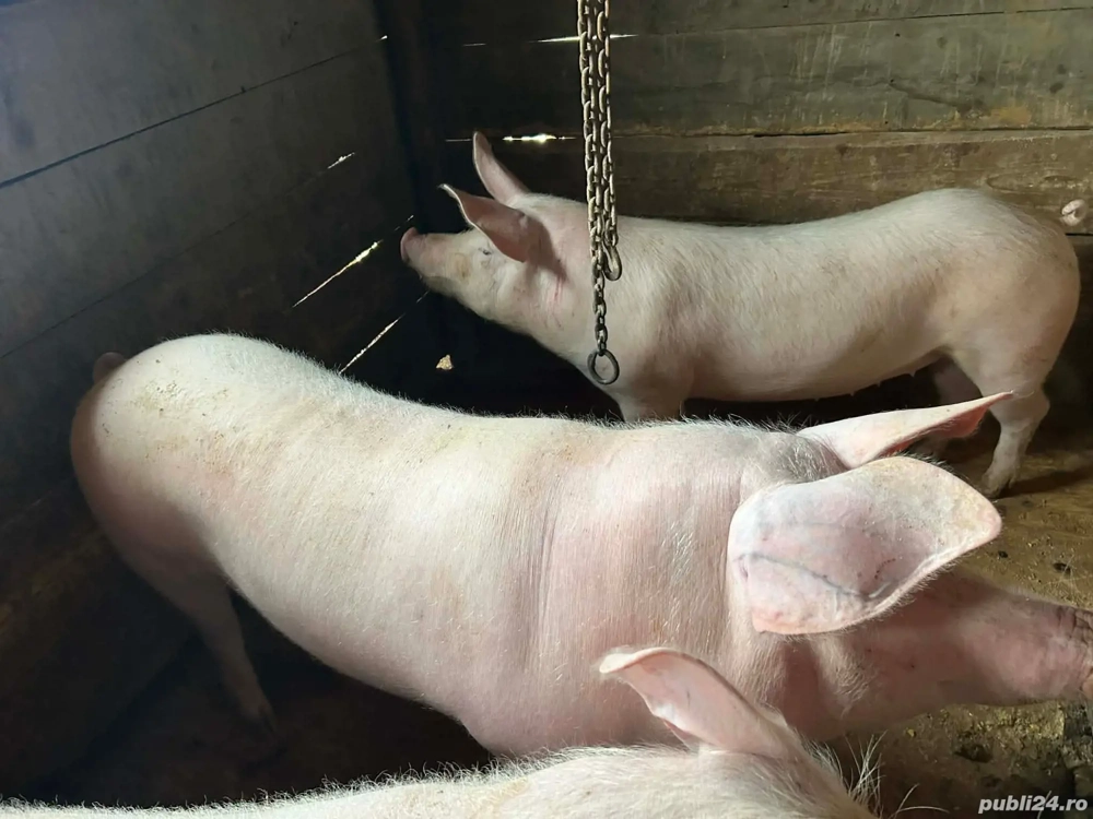 porci de vanzare 