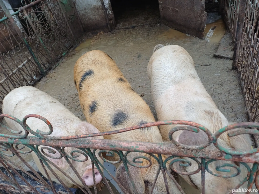 vand porci de sacrificat sau samanta