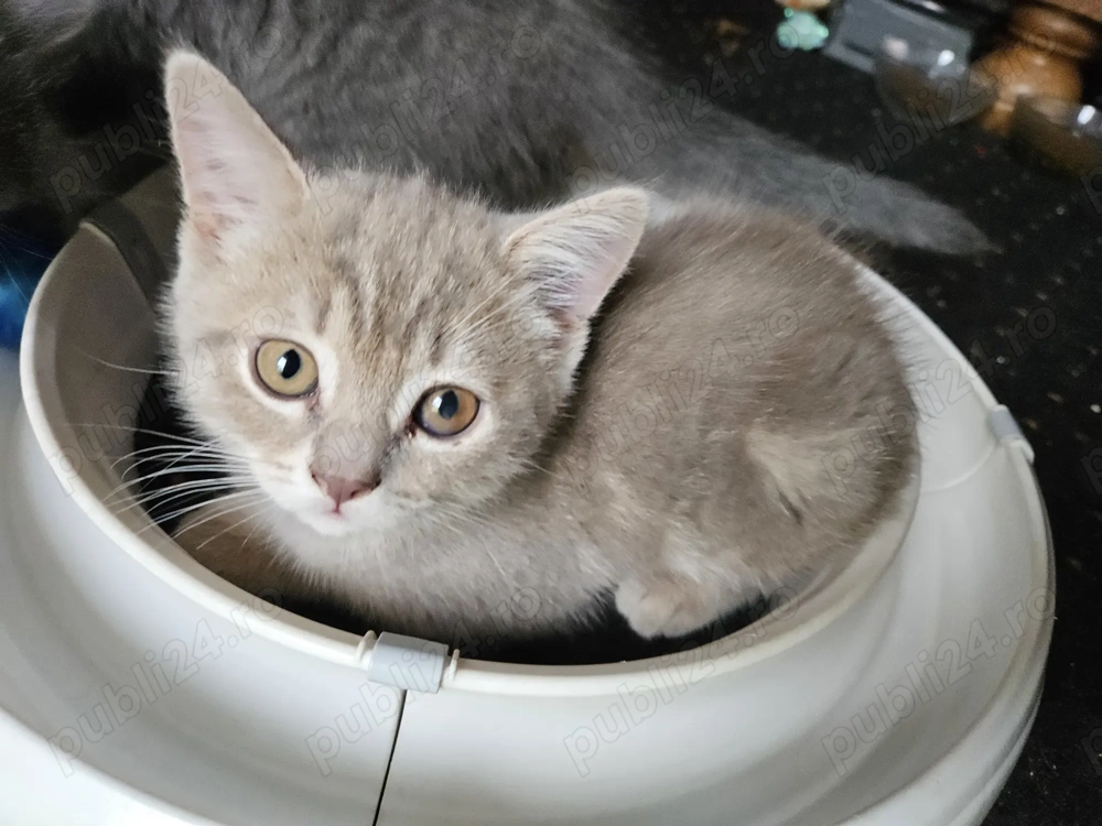 Pisicuta Scottish Straight Golden Tabby