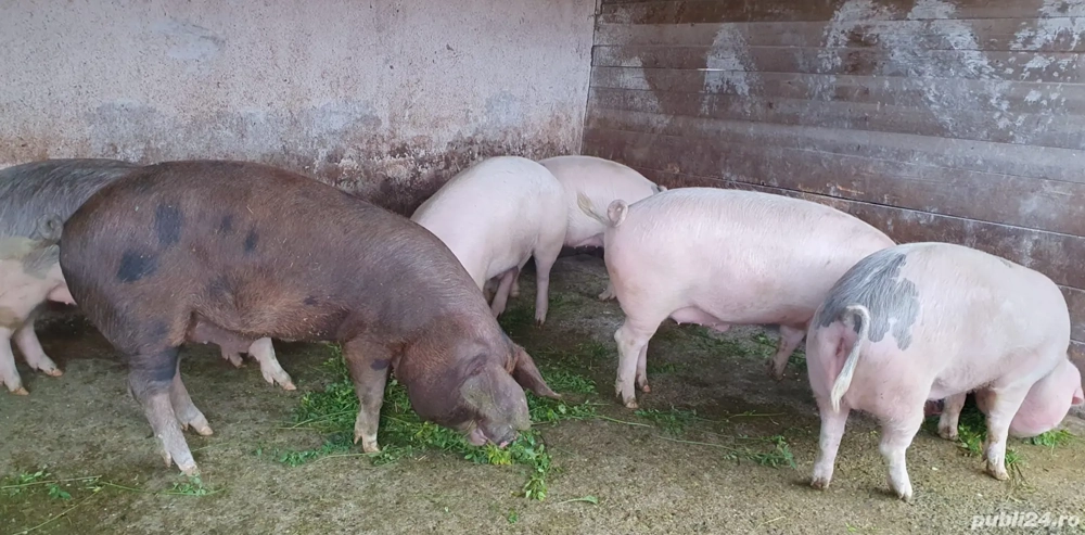 De vanzare porcii 13 lei kg