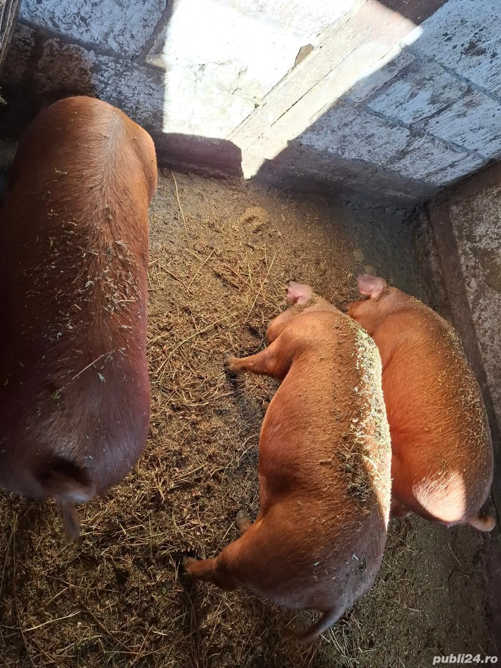 porci de vânzare 120 kg