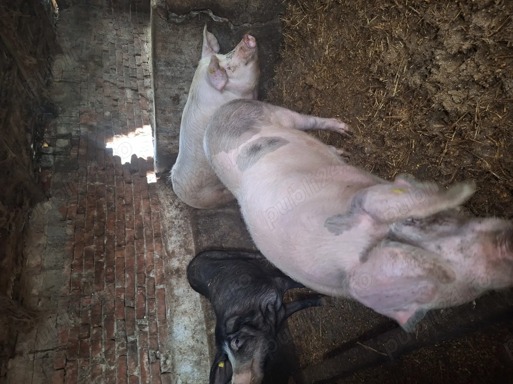 Mai avem disponibili 2 porci
