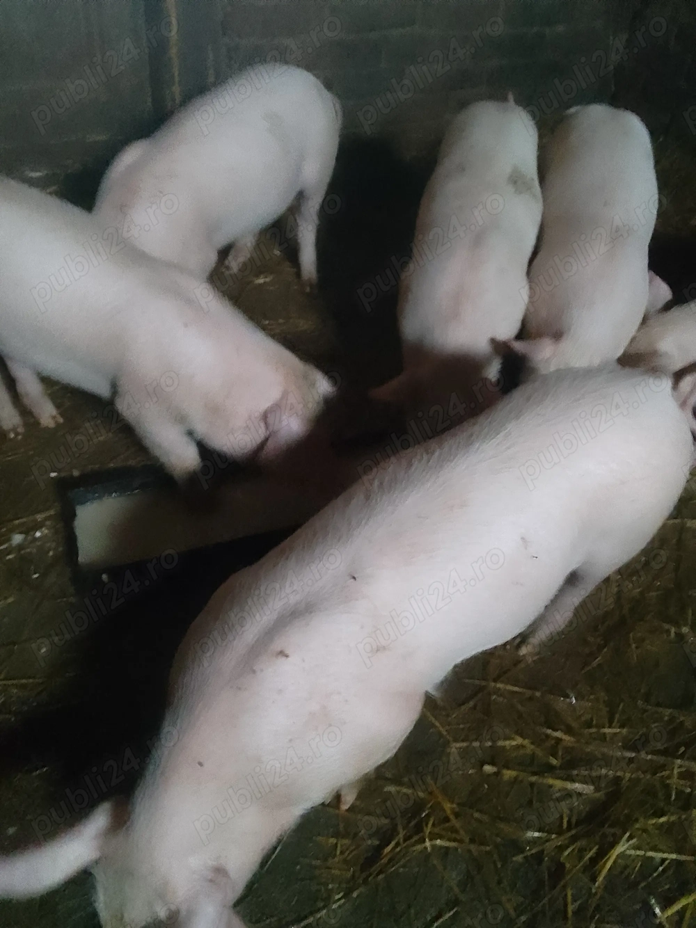 De vânzare purcei de 2 luni!