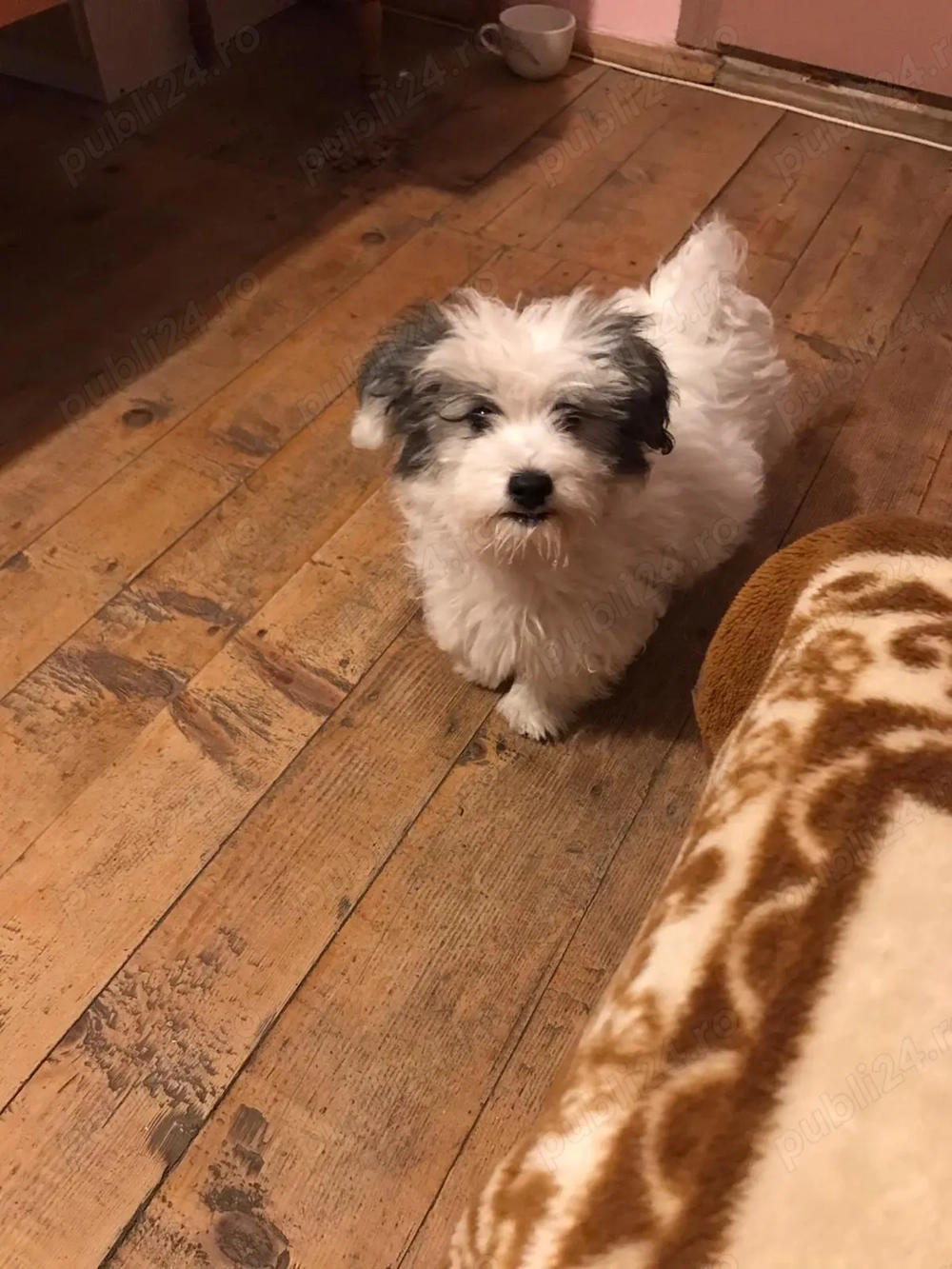 Băiețel Bichon havanez 