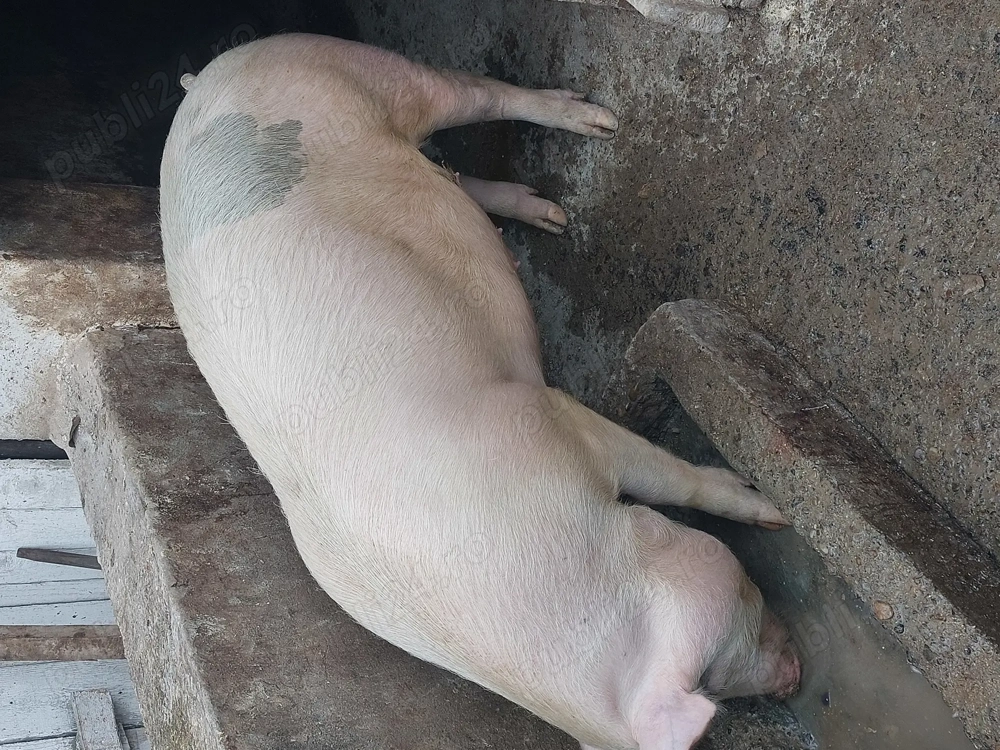 Vând porc - 130 kg aprox.