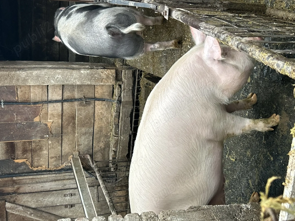 Vând porc marele alb 