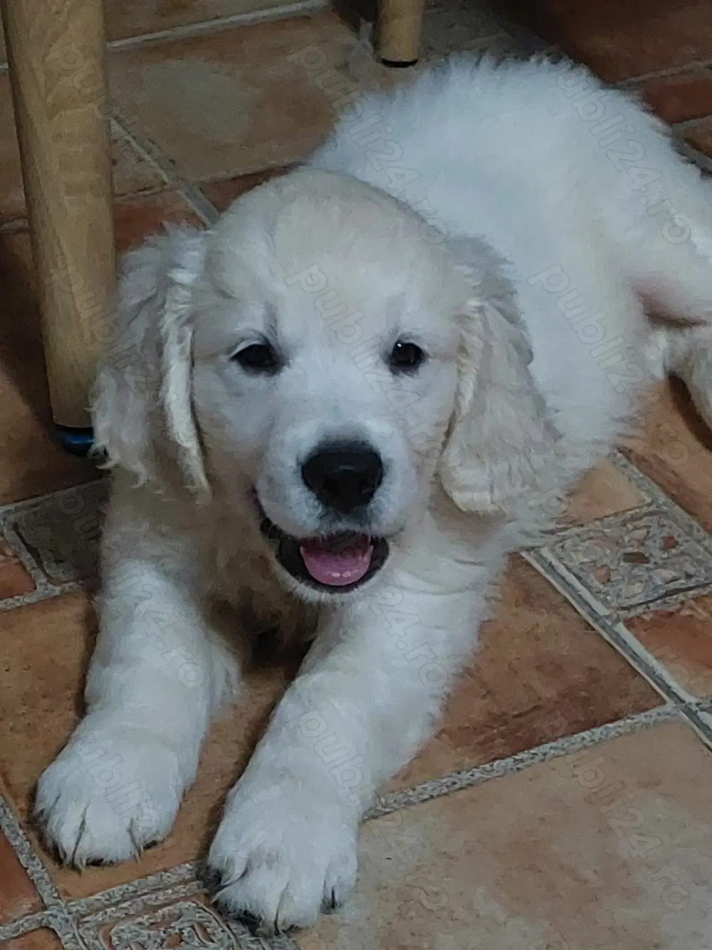 Vand catelus de golden retriever 