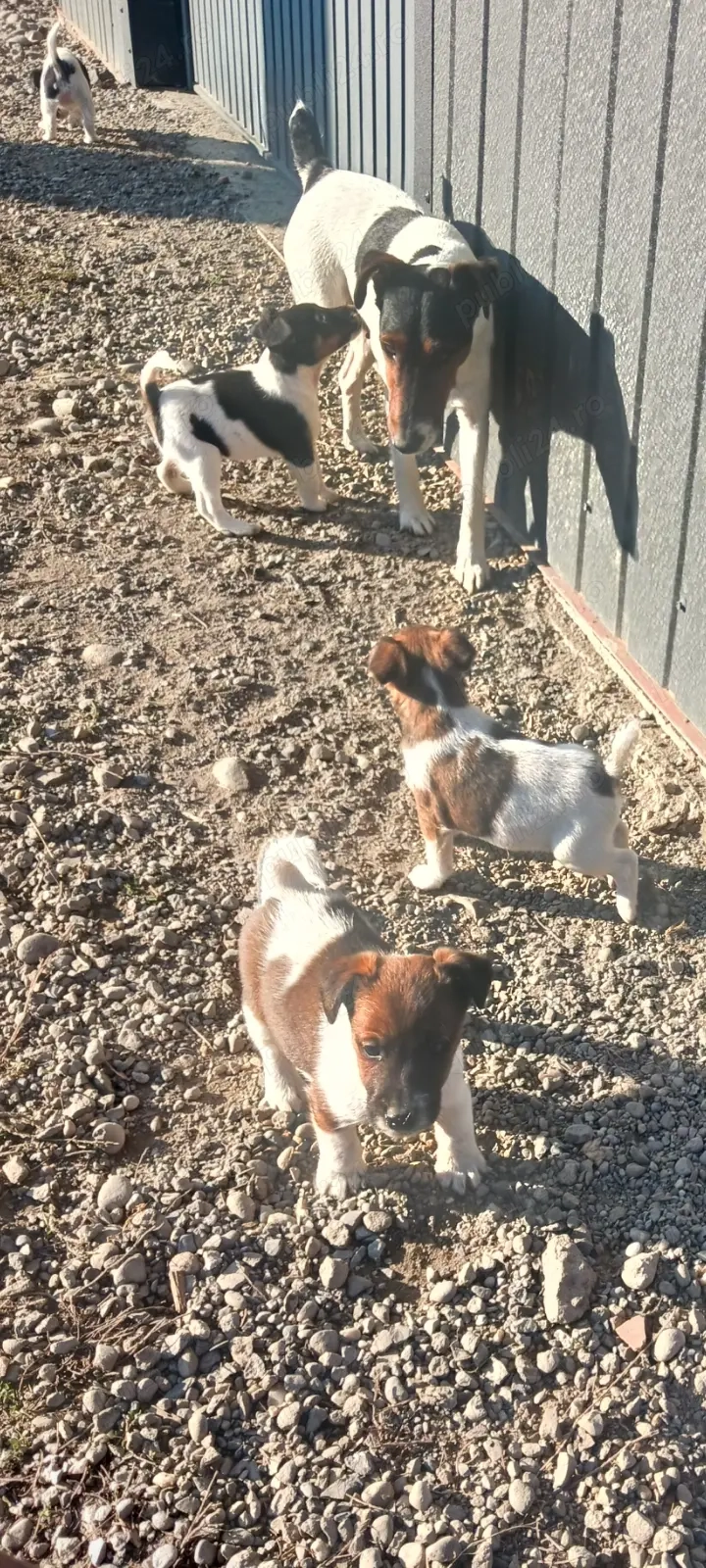 C țeluși fox terrier