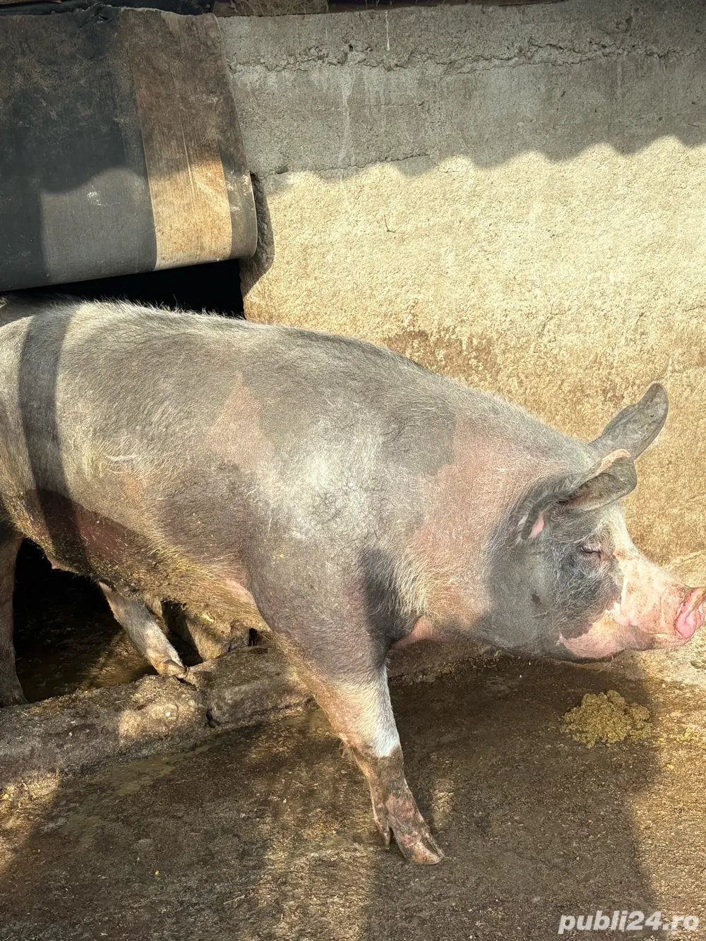 vand porc de craciun