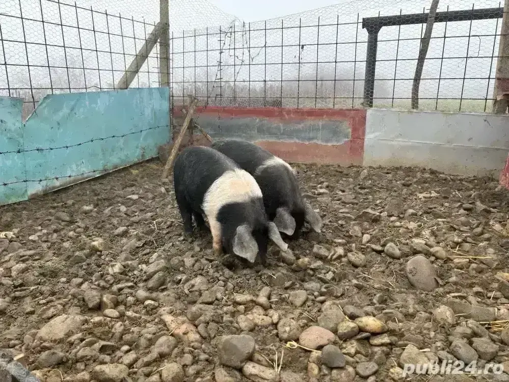 Purcei bazna de vanzare.