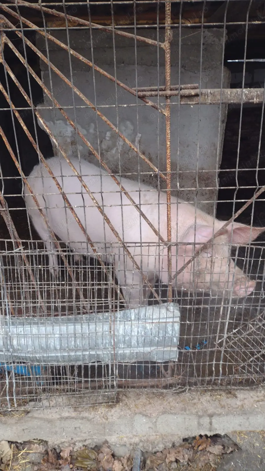 Vând porc,crescut la țară!140kg