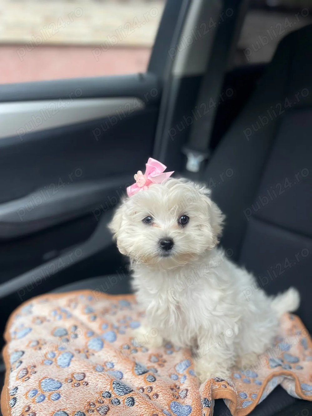 Bichon maltez pui