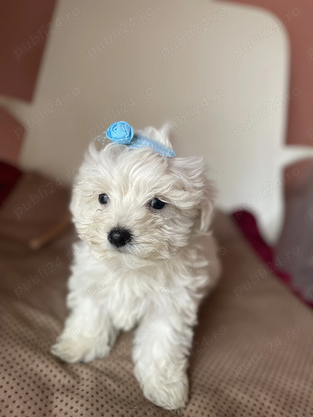 Bichon maltez pui