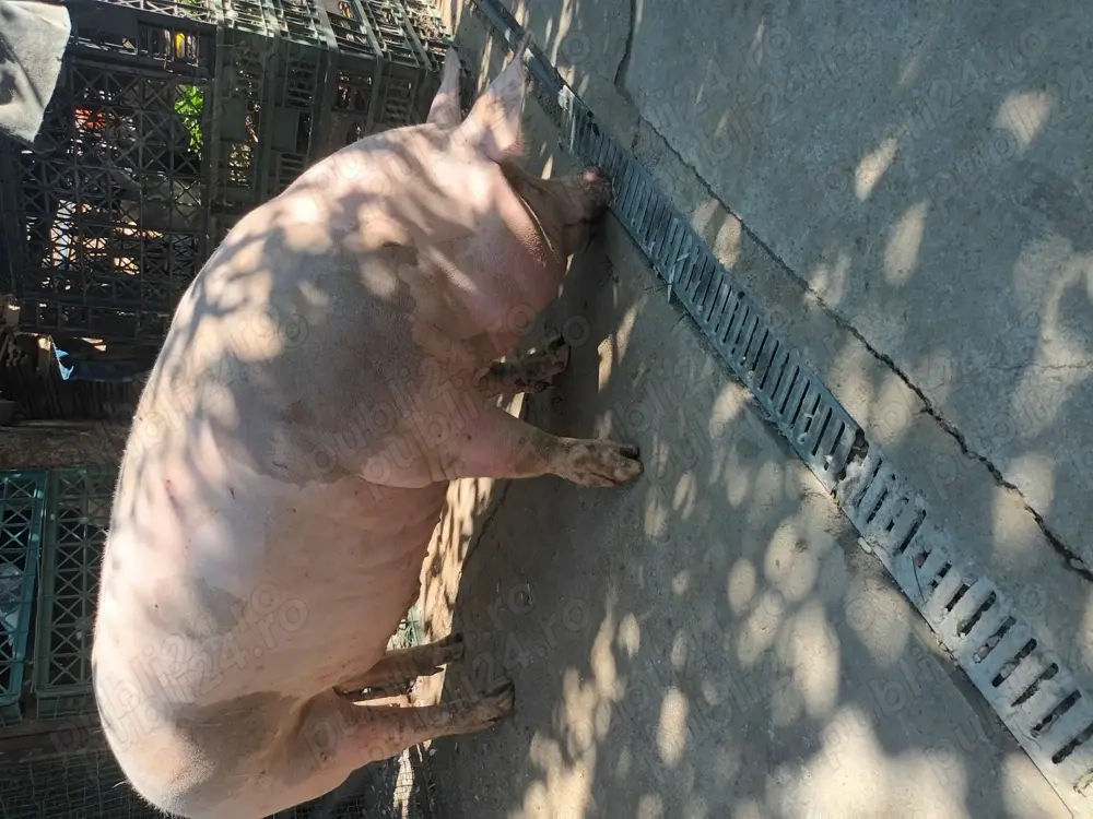 Porc de vânzare, crescut în gospodărie cu mancare ECO