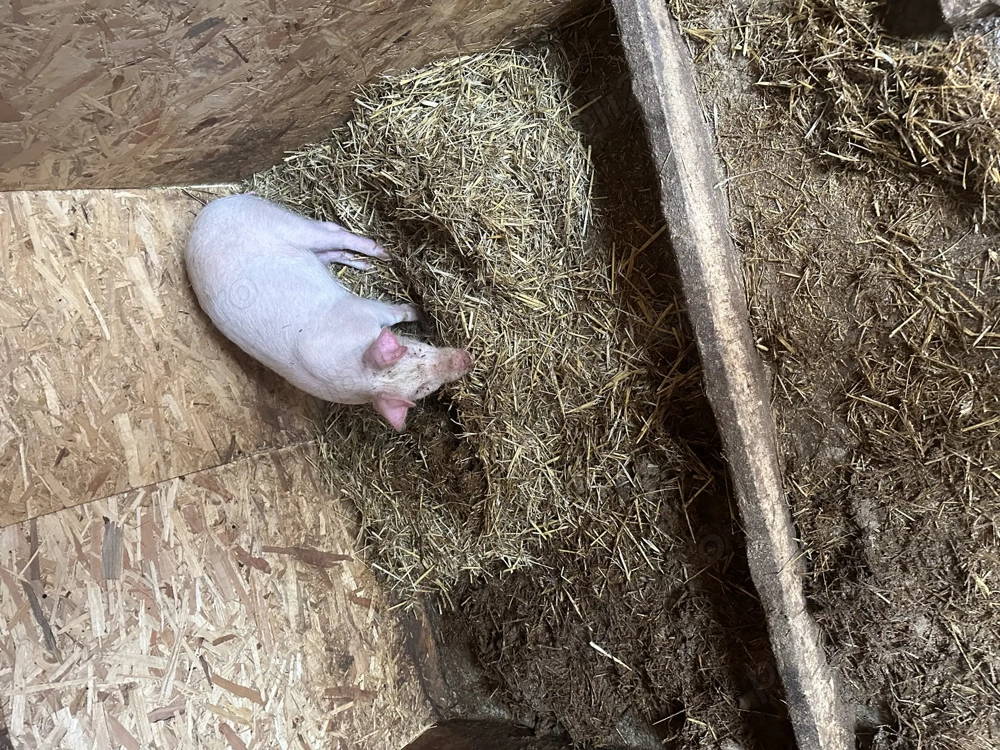 Disponibil pentru vânzare o scrofita landrace