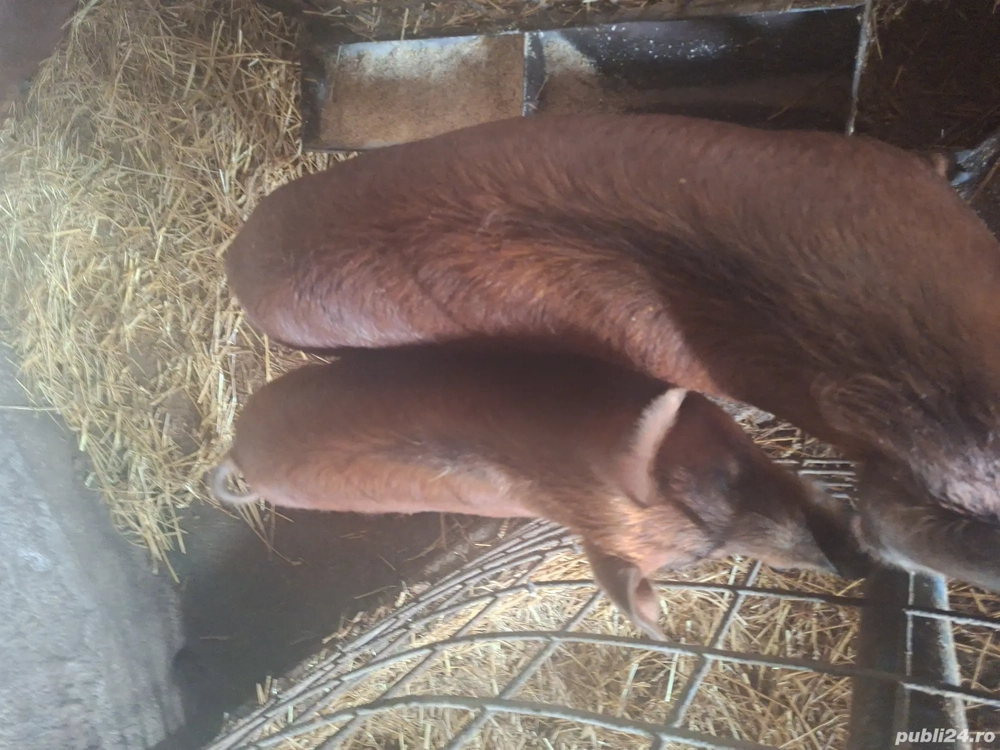 Vind purcei duroc originari 