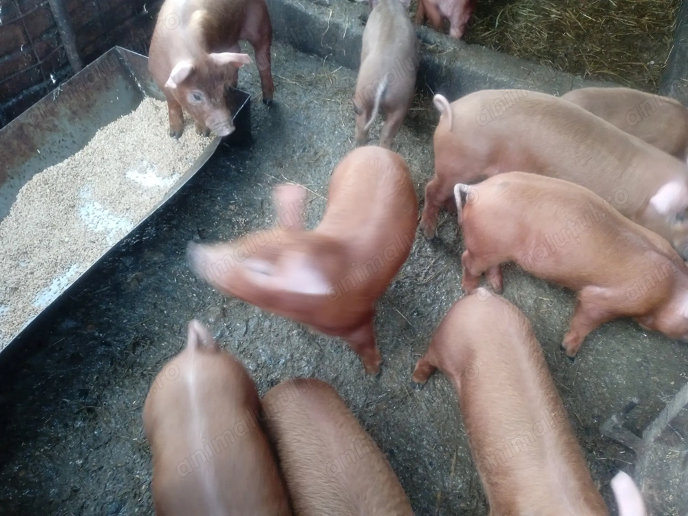 Purcei de 6 săptămâni rasă duroc originali din montă pură 