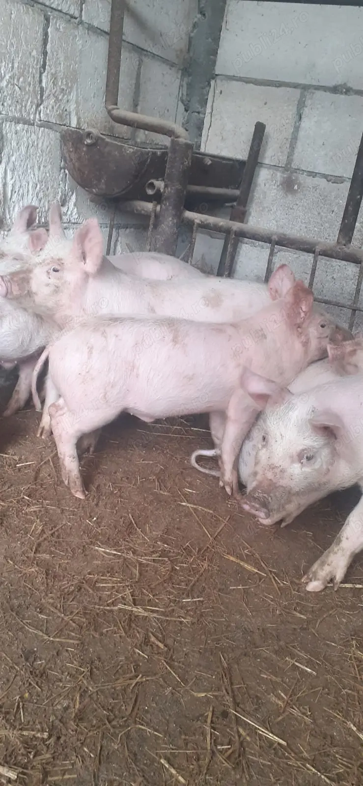 Vand 8 purcei.varsta 3 luni