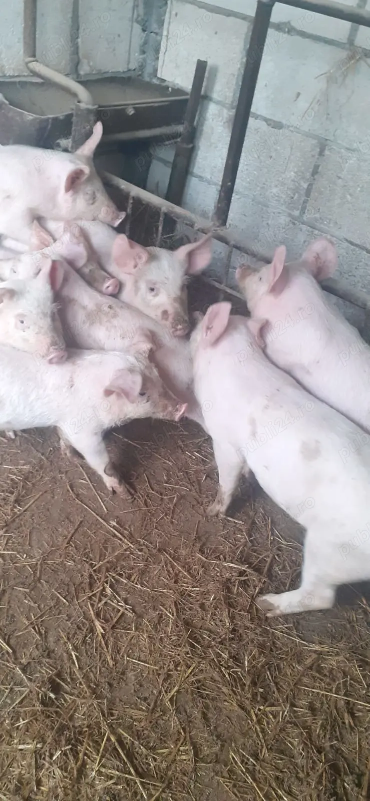 Vând purcei,  vârsta 3 luni, preț negociabil!