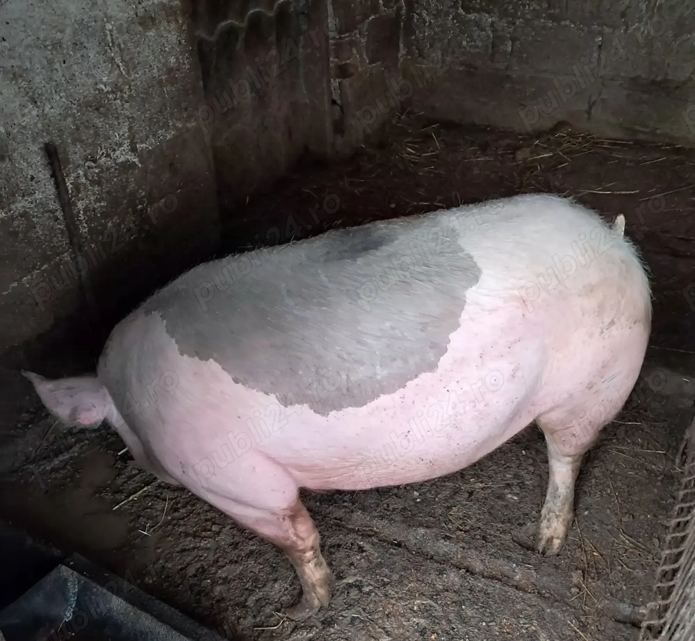 Vand porc 200kg