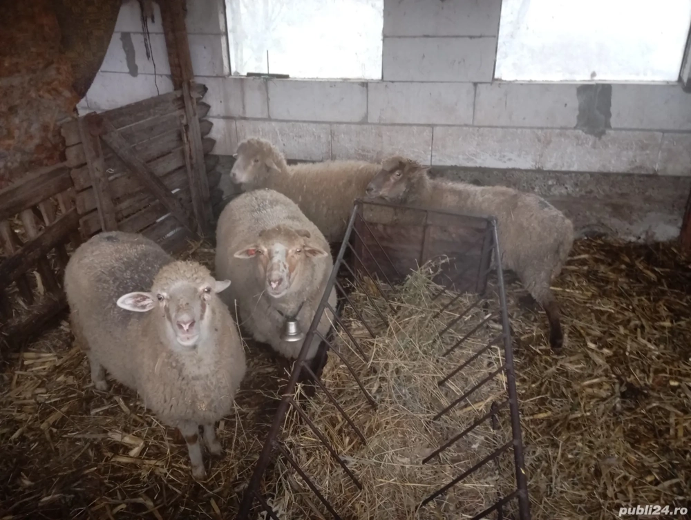 Vand 3 oi fătate si 4 oi nefătate
