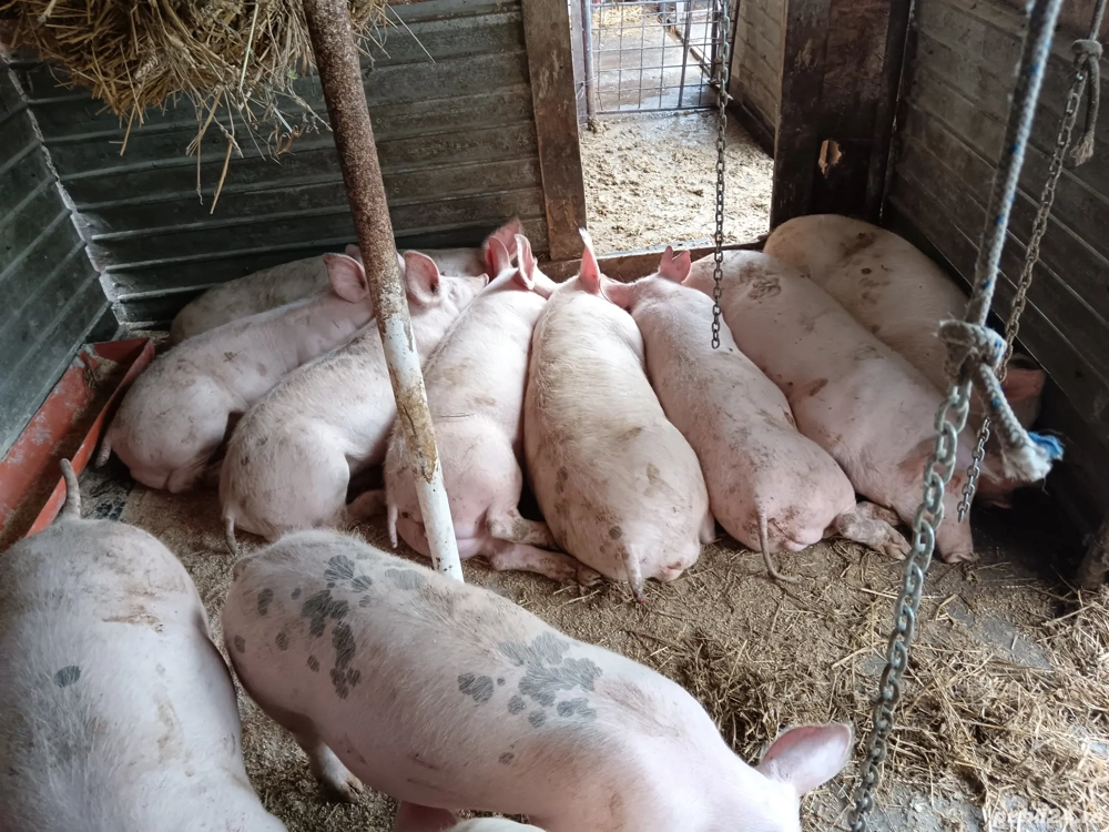 vand purcei vârstă 4 luni jumate  greutate 60  70 kg