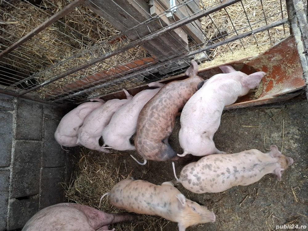 Purcei de vânzare 
