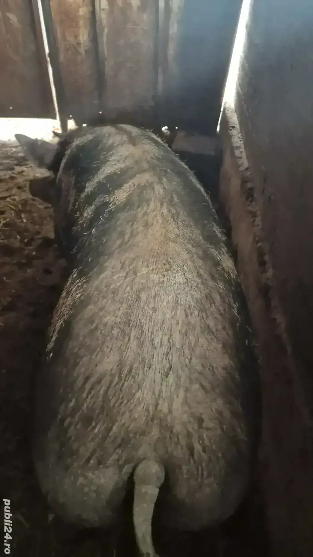 Vând purcea. 9 lei kg