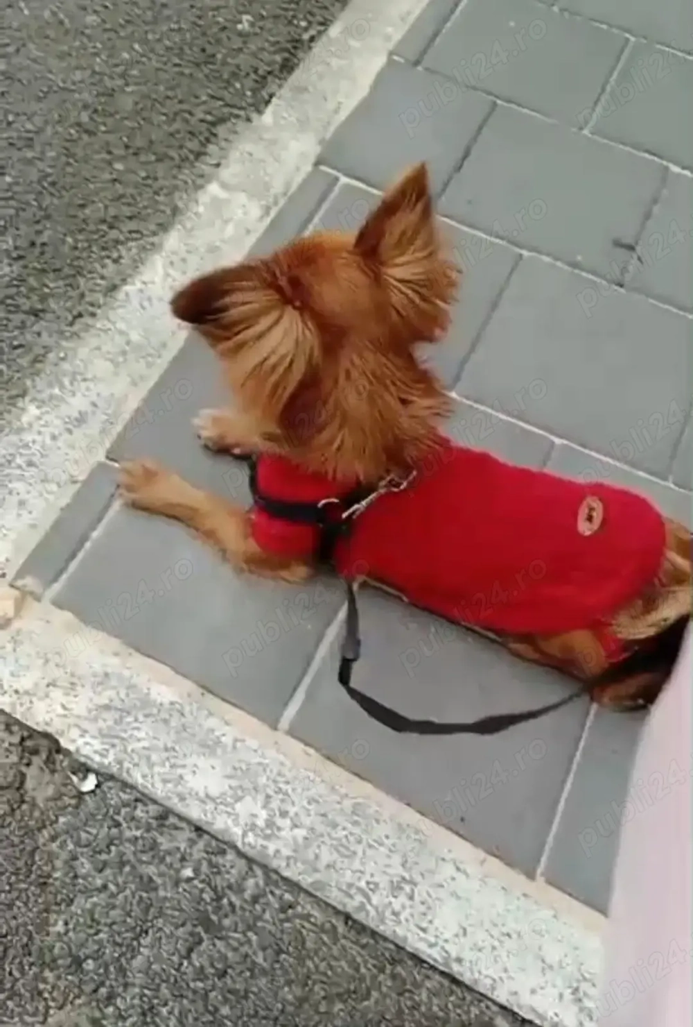 Donez catelusa de pechinez 