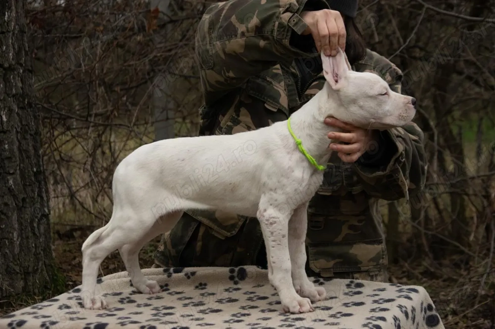 Dog Argentinian femela 12 saptamani 