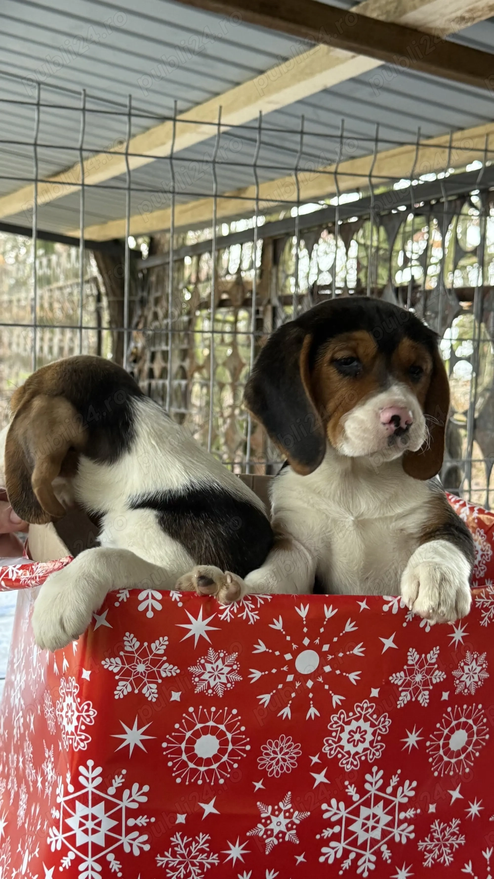 Pui Beagle Tricolor