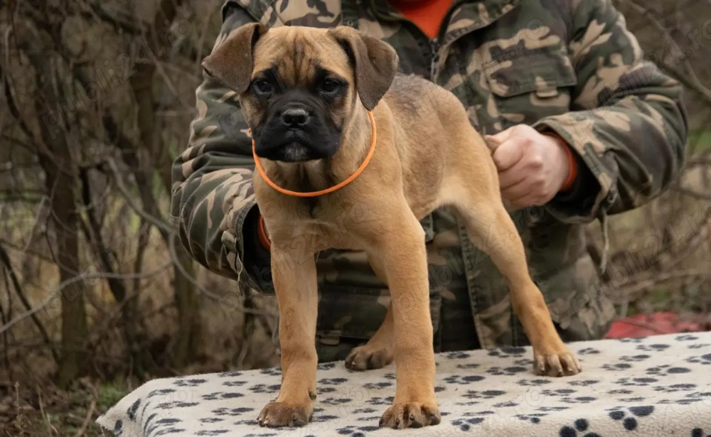Cane Corso femela 4 luni