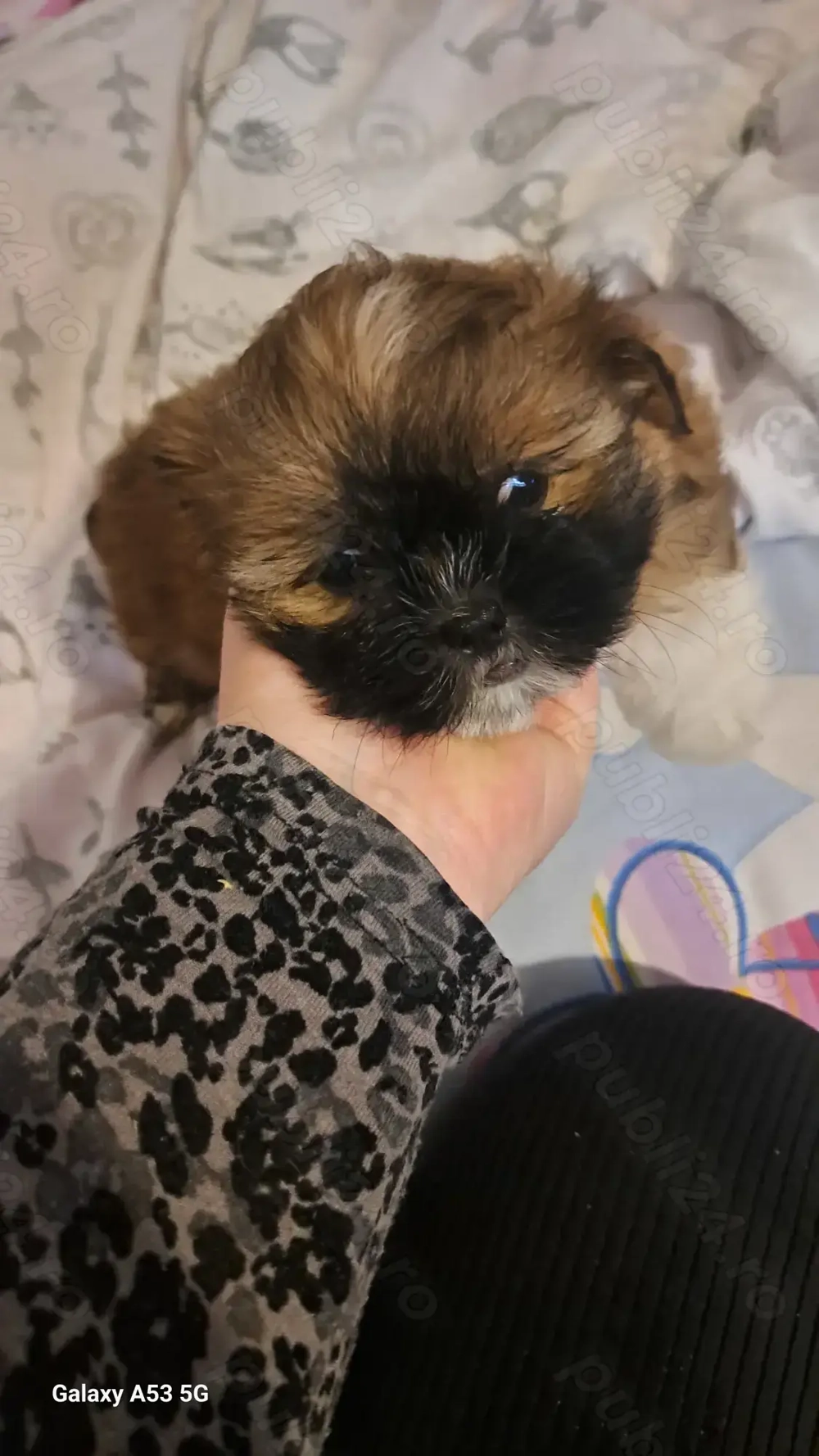 Catelusa shih tzu