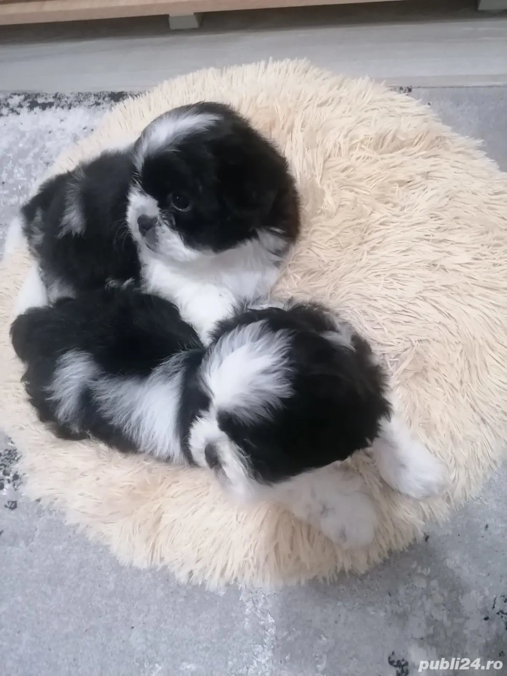 Vand  pui shih tzu