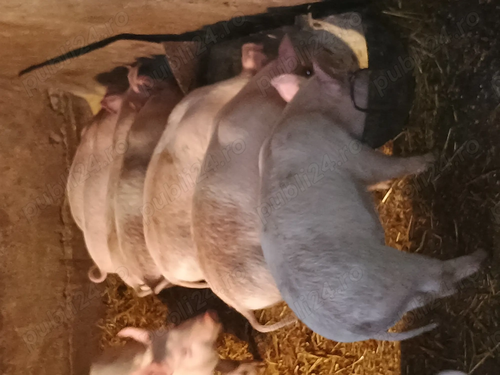 Vând purceii 2 luni rasa marele alb cu duroc