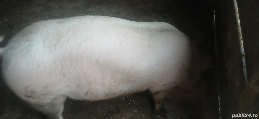 vând porci. 100.   150. kg 