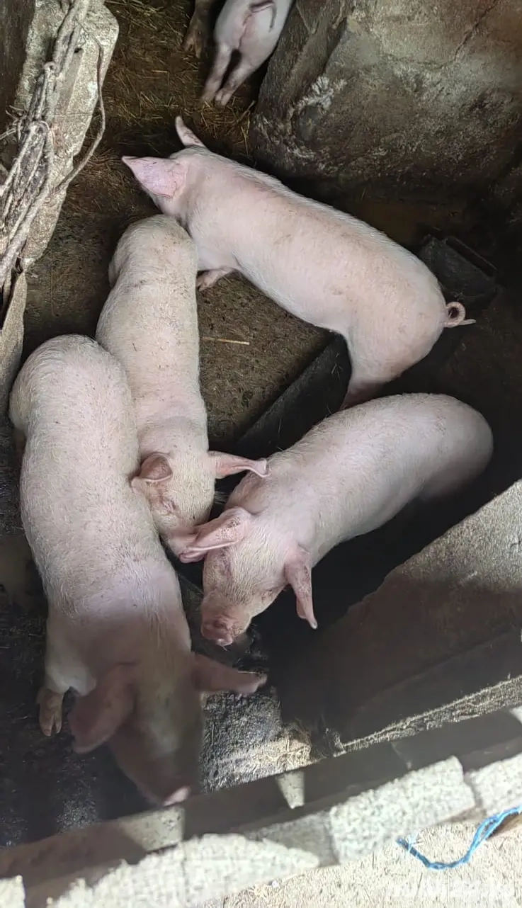 Suldei frumoși și mâncăcioși de vânzare 