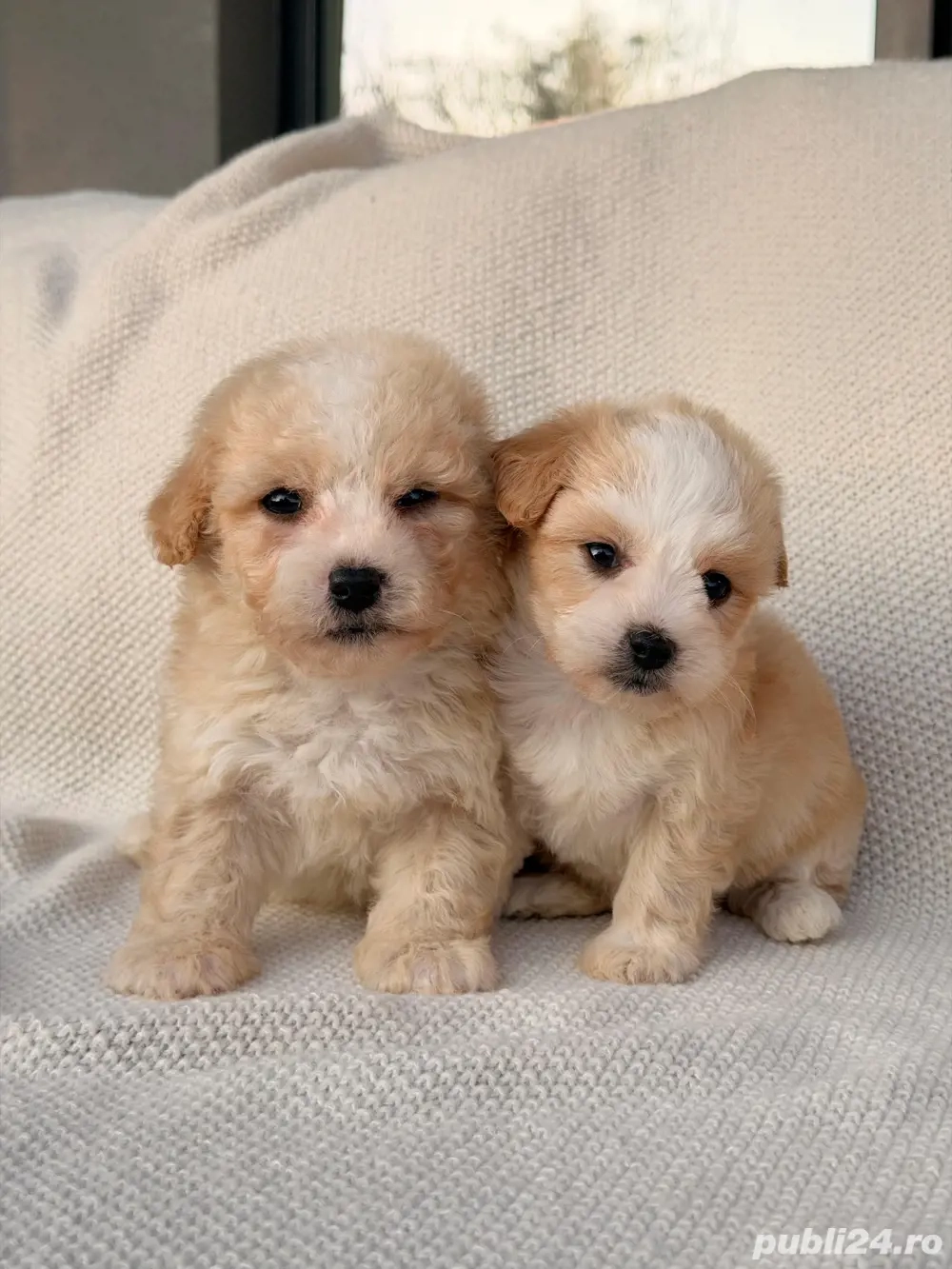 De vânzare pui Maltipoo adorabili jucăuși și inteligenți(bichon+pudel)!