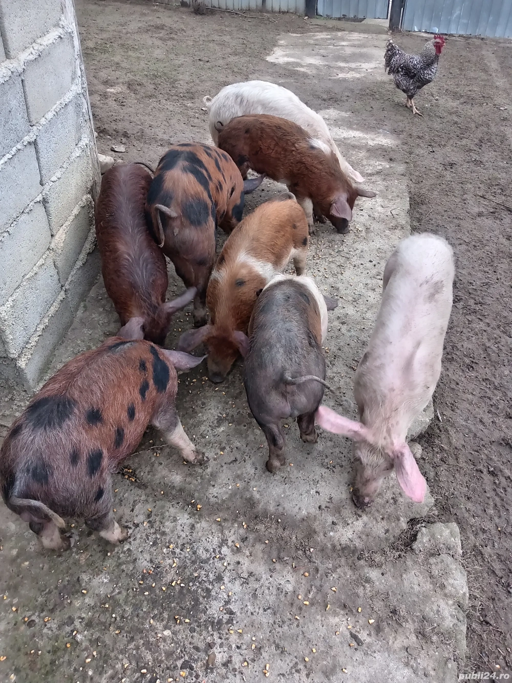 Grăsuni de vînzare scoarța 