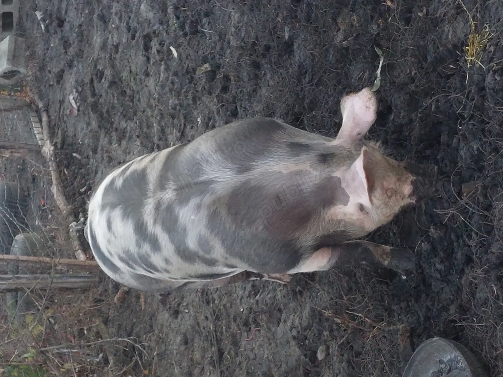 Doi porci de vanzare  detalii in privat  