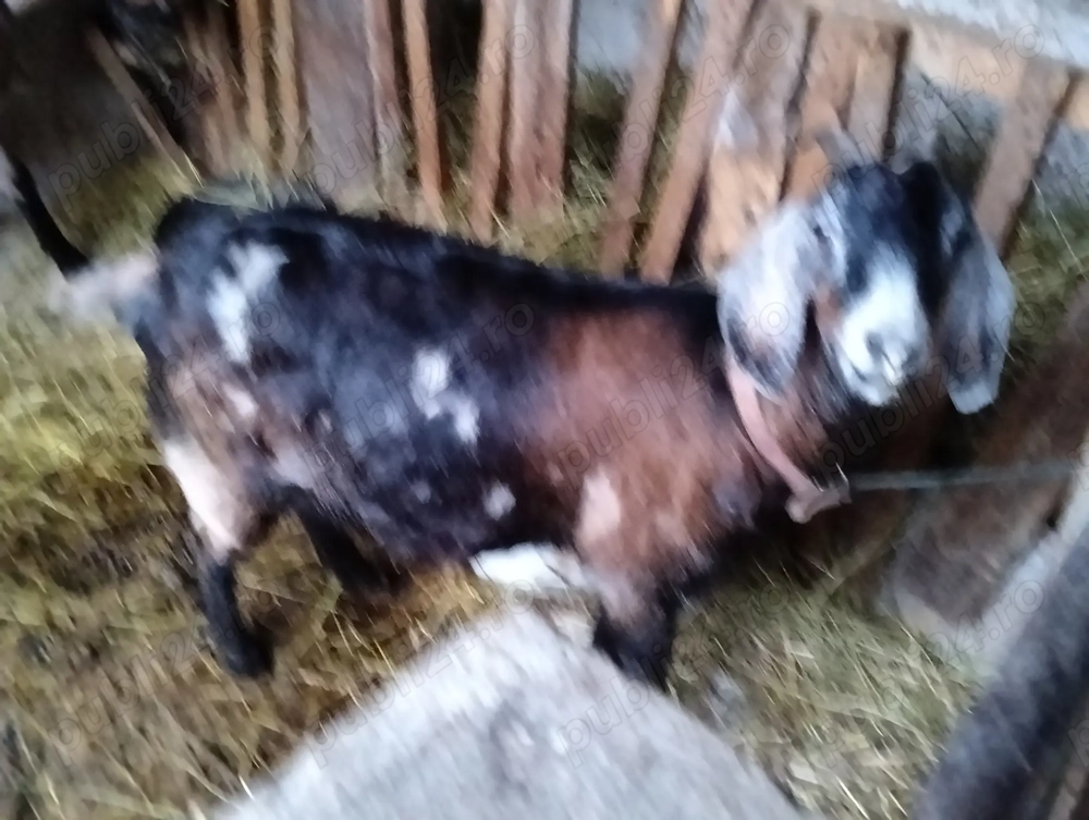 Capre anglo nubiene gestante disponibile