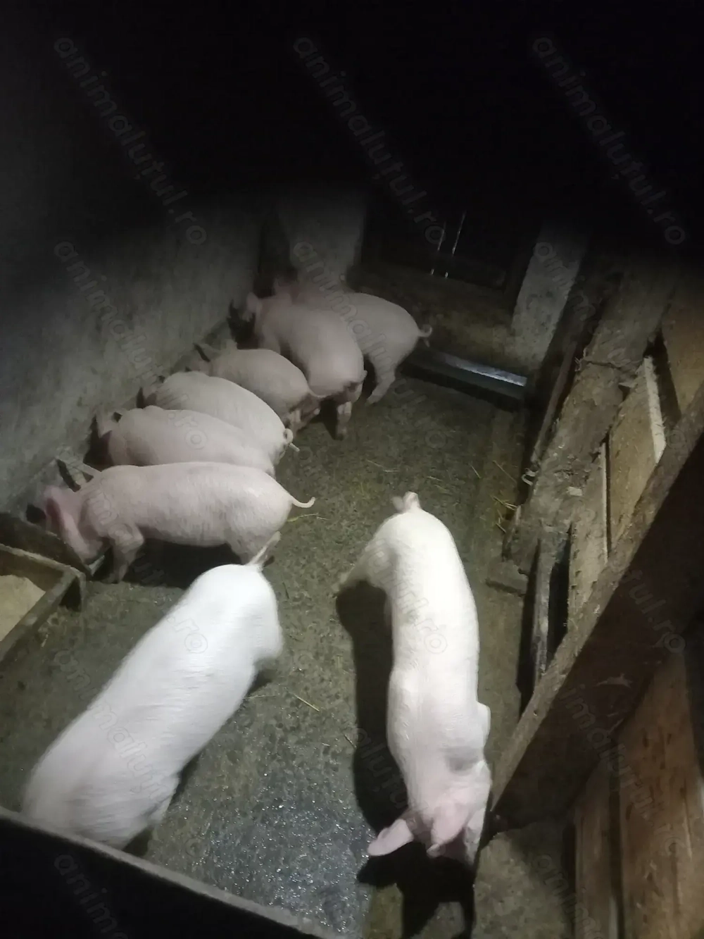 Purcei de 10 săptămâni 