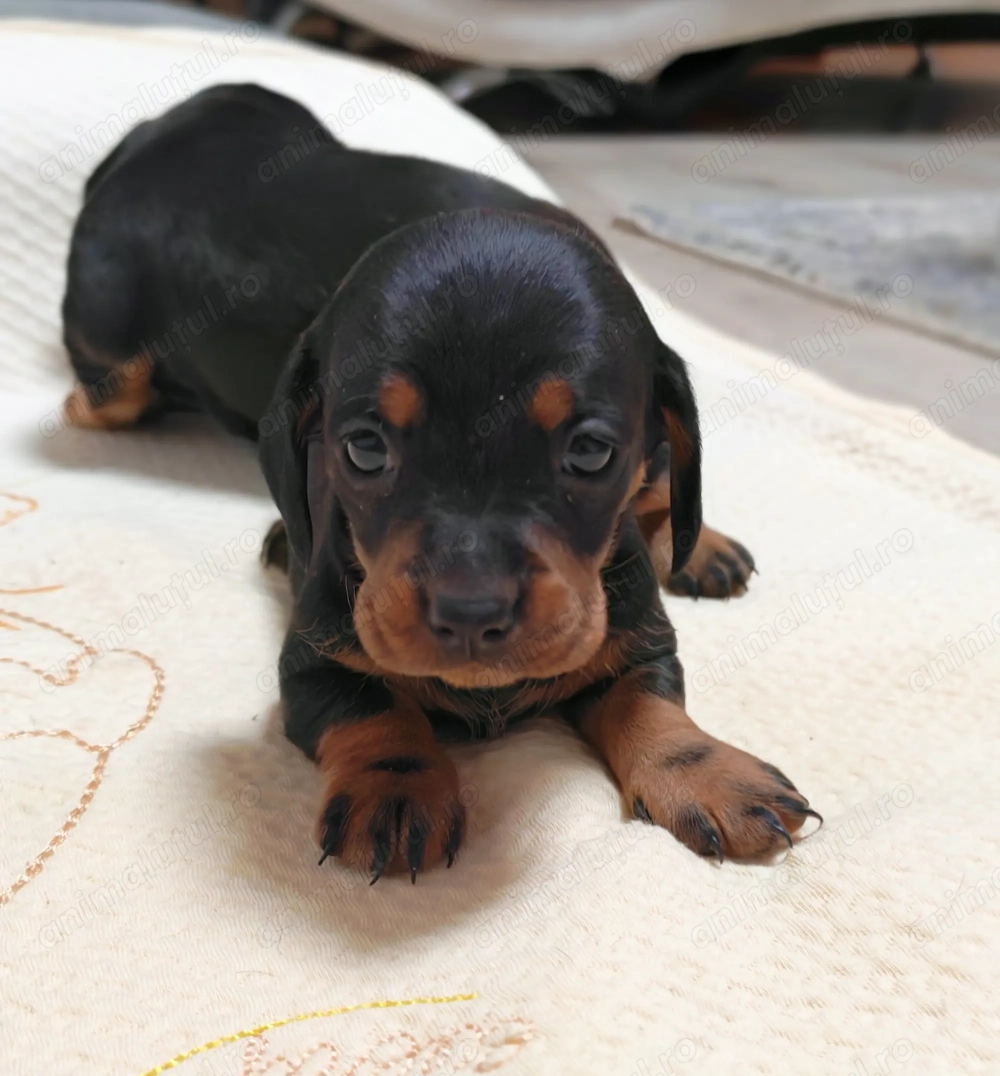 Cățeluși rasa Teckel