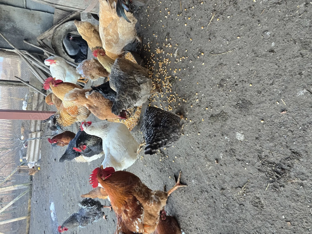 Vand gaini de țara!